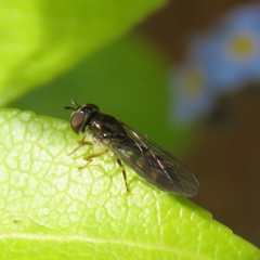 Platycheirus scutatus