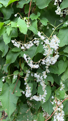 Fallopia baldschuanica