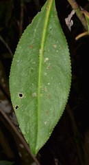 Hedyosmum goudotianum