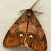 Rusty Tussock Moth - Photo (c) Dick, some rights reserved (CC BY-NC-SA)