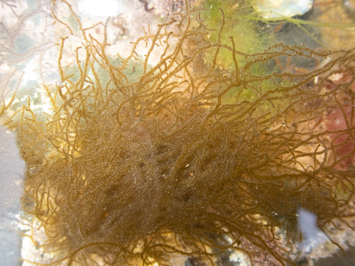 Eudesme virescens observed 2020-06-10