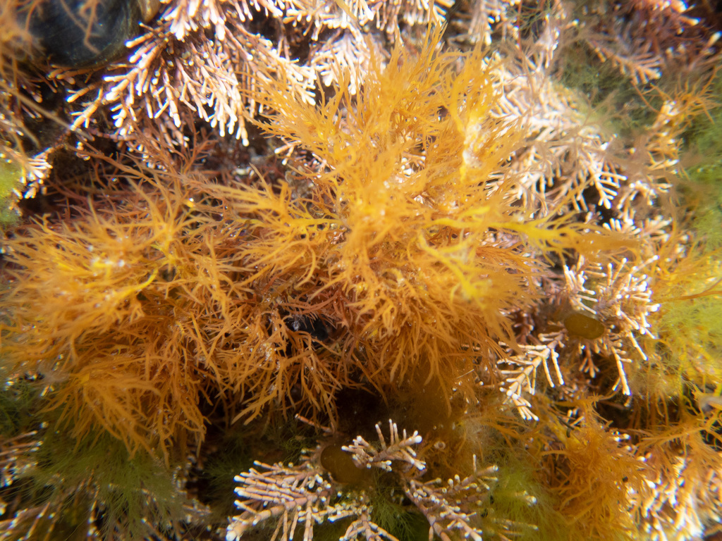 Gelidium pulchellum (Gelidium pulchellum)