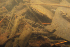 Hemigobius hoevenii