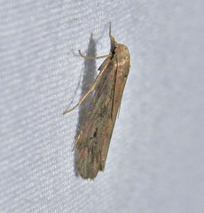 Aphomia terrenella