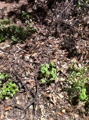 Masticophis lateralis