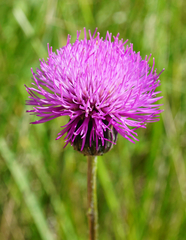 Cirsium pannonicum