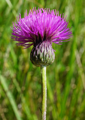 Cirsium pannonicum