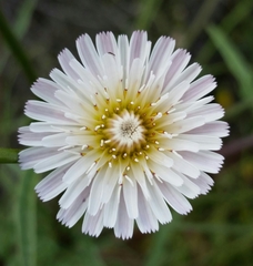 Malacothrix saxatilis tenuifolia