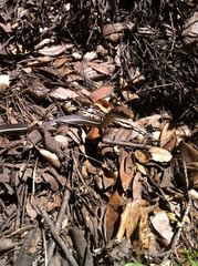 Masticophis lateralis