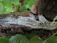 Hyphoderma