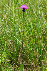 Cirsium pannonicum
