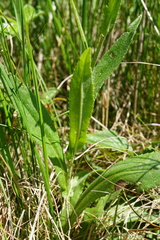 Cirsium pannonicum