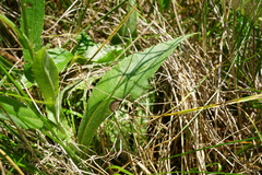 Cirsium pannonicum