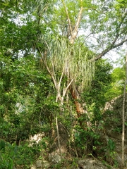 Beaucarnea