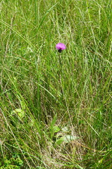 Cirsium pannonicum