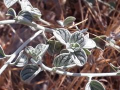Heliotropium rotundifolium