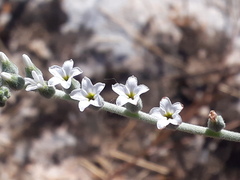 Heliotropium rotundifolium