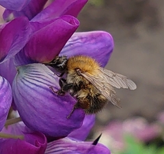 Bombus pascuorum