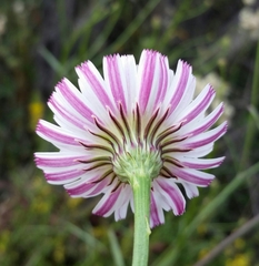 Malacothrix saxatilis tenuifolia
