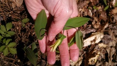 Uvularia perfoliata
