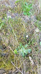 Noccaea caerulescens