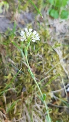 Noccaea caerulescens
