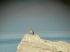 Passerculus sandwichensis rostratus