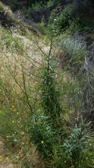 Malacothrix saxatilis tenuifolia