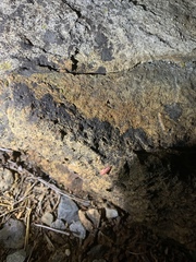 Microphotus angustus