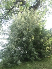 Elaeagnus angustifolia