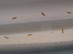 Thrips tabaci