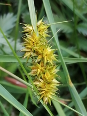 Carex otrubae
