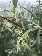 Elaeagnus angustifolia