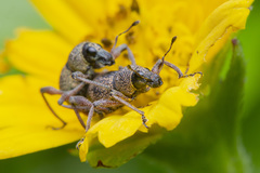 Metapocyrtus adspersus