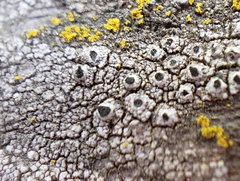 Pseudothelomma occidentale