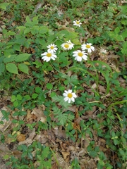 Tanacetum poteriifolium