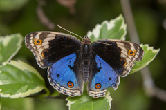 Junonia orithya wallacei