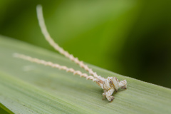 Elasmoscelis perforata