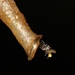 Tiny Stingless Bees - Photo (c) Martin Grimm, some rights reserved (CC BY-NC)