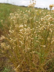 Eremogone longifolia