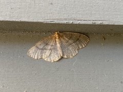 Lambdina pellucidaria