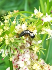 Depressaria daucella