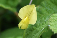 Lathyrus aphaca