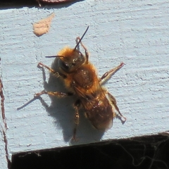 Osmia leaiana