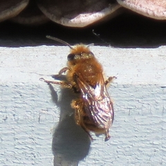 Osmia leaiana