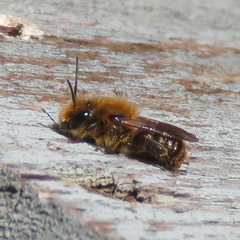 Osmia leaiana