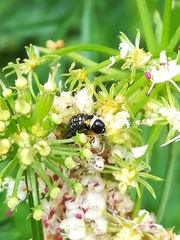 Depressaria daucella