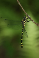 Cordulegaster erronea