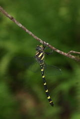 Cordulegaster erronea