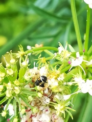 Depressaria daucella